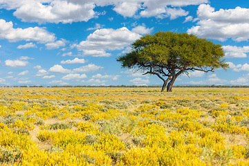 Image showing Blooming Kalahari desert South Africa wilderness