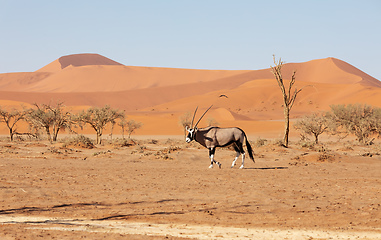 Image showing Gemsbok, Oryx gazella on dune, Namibia Wildlife