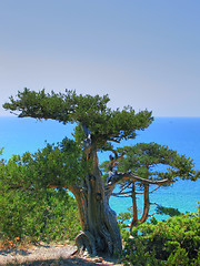 Image showing Juniper and sea
