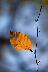 Image showing Single leave in the autumn