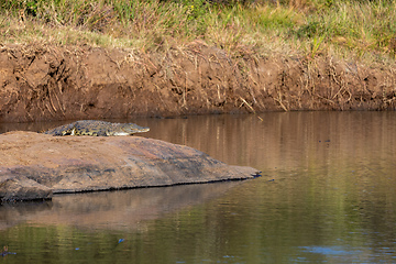 Image showing crocodile in pilanesberg national park, South Africa