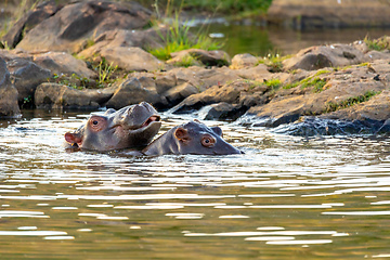 Image showing wild hippo, South Africa Safari wildlife