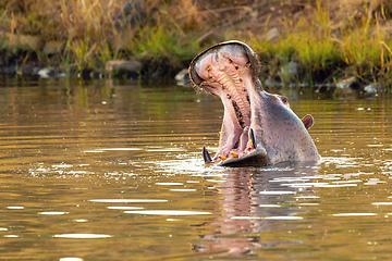 Image showing wild hippo, South Africa Safari wildlife