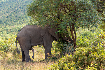 Image showing wild African Elephant ready for mating, South Africa