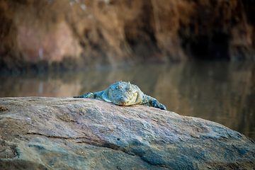 Image showing crocodile in pilanesberg national park, South Africa