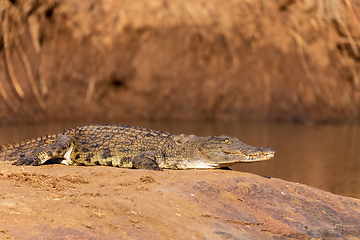 Image showing crocodile in pilanesberg national park, South Africa