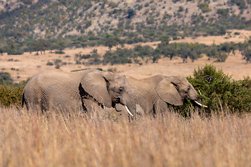 Image showing African Elephant in Pilanesberg South Africa wildlife safari.