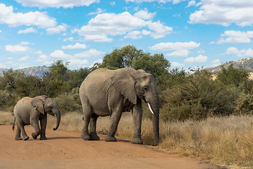 Image showing African Elephant in Pilanesberg South Africa wildlife safari.