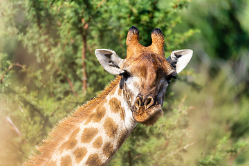 Image showing Giraffe in Pilanesberg National Park in South Africa