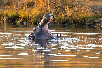 Image showing wild hippo, South Africa Safari wildlife