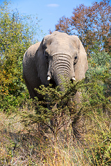 Image showing African Elephant in Pilanesberg South Africa wildlife safari.