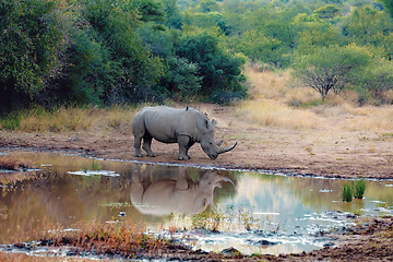 Image showing White rhinoceros Pilanesberg, South Africa safari wildlife