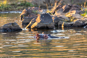 Image showing wild hippo, South Africa Safari wildlife