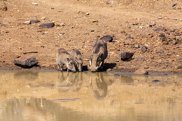 Image showing African pig Warthog in South Africa safari