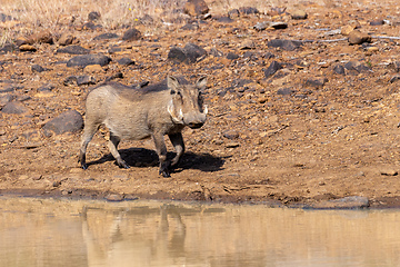 Image showing African pig Warthog in South Africa safari