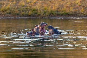 Image showing wild hippo, South Africa Safari wildlife