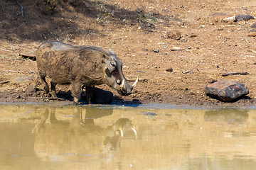 Image showing African pig Warthog in South Africa safari