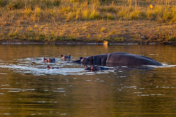 Image showing wild hippo, South Africa Safari wildlife