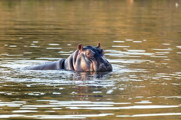 Image showing wild hippo, South Africa Safari wildlife