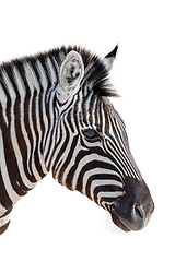 Image showing head of a zebra isolated in white background