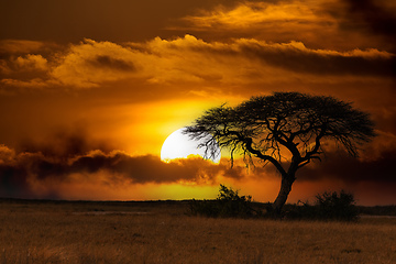 Image showing African sunset over acacia tree