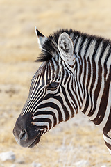 Image showing Zebra in african bush