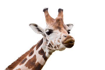 Image showing Giraffe isolated on white background