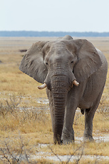 Image showing African Elephant in Namibia, Africa safari wildlife