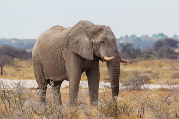 Image showing African Elephant in Namibia, Africa safari wildlife