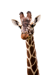 Image showing Giraffe isolated on white background