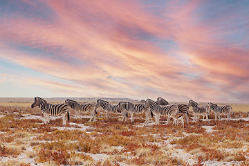 Image showing herd of Zebra in african bush