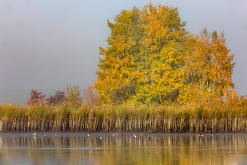 Image showing The cool autumn morning at the pond