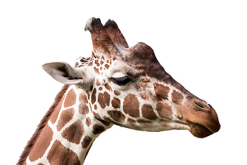 Image showing Giraffe isolated on white background