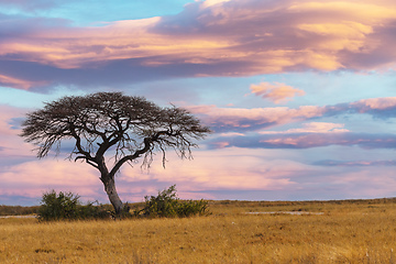 Image showing African sunset over acacia tree