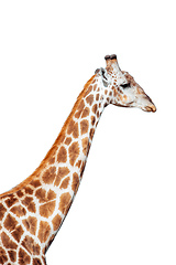 Image showing Giraffe isolated on white background