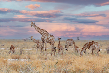 Image showing adult female giraffe with calf grazing