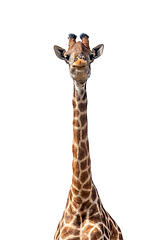 Image showing Giraffe isolated on white background