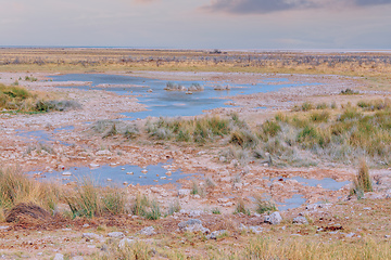 Image showing landscape namibia Etosha game reserve