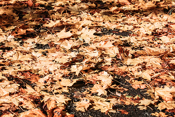 Image showing Natural autumn pattern background