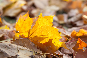 Image showing autumn sun shines