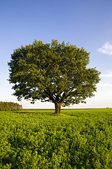 Image showing oak growing in a field