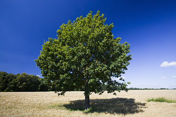 Image showing lone oak