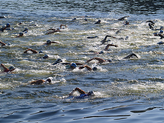 Image showing Triathlon swim