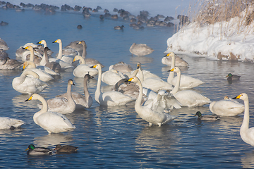 Image showing Whooper swans swimming in the lake