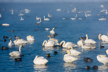 Image showing Whooper swans swimming in the lake