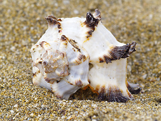 Image showing snail shell