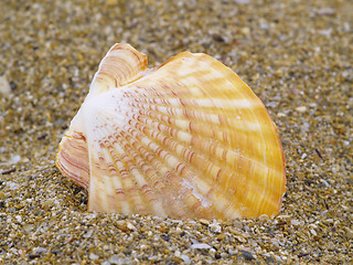 Image showing common scallop