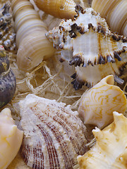 Image showing Snail shells