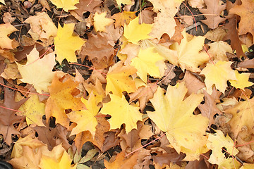 Image showing autumn background