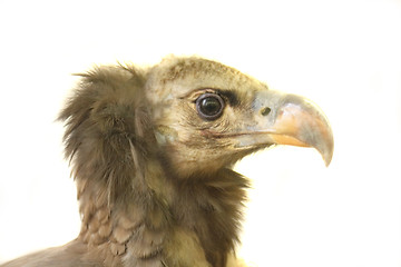 Image showing bird